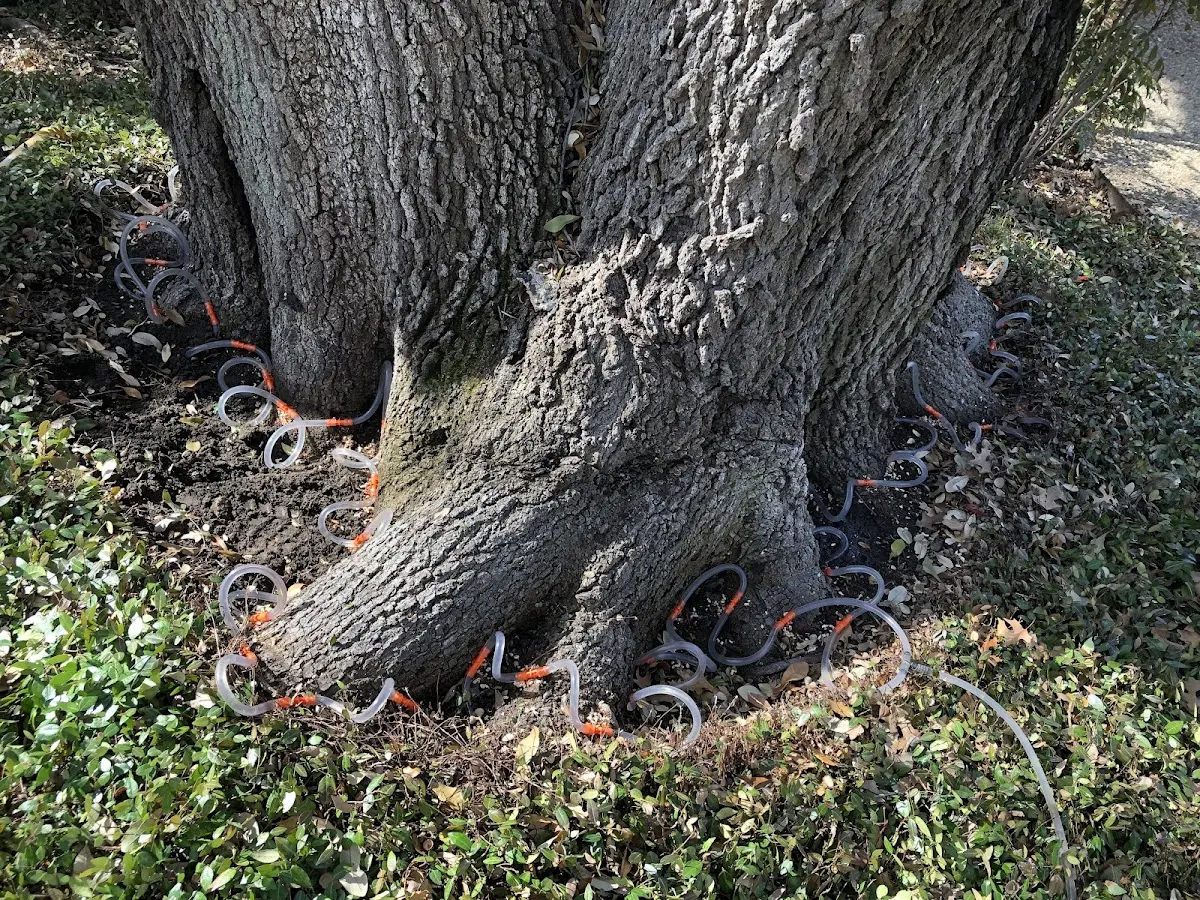 Detailed Tree Cabling and Bracing job site in Seward